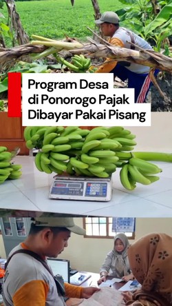 Video: Unik! Warga di Ponorogo Bisa Bayar Pajak Pakai Pisang