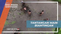 Menantang Peserta Melakukan Permainan Tradisional Biantingan di Banyuwangi  