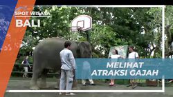 Menyaksikan Atraksi Gajah Melukis dan Beraktivitas di Bali  
