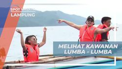 Menyaksikan Kemunculan Lumba-Lumba Liar di Teluk Kiluan, Lampung  