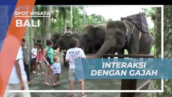Bermain dan Memberi Makan Gajah di Bali  