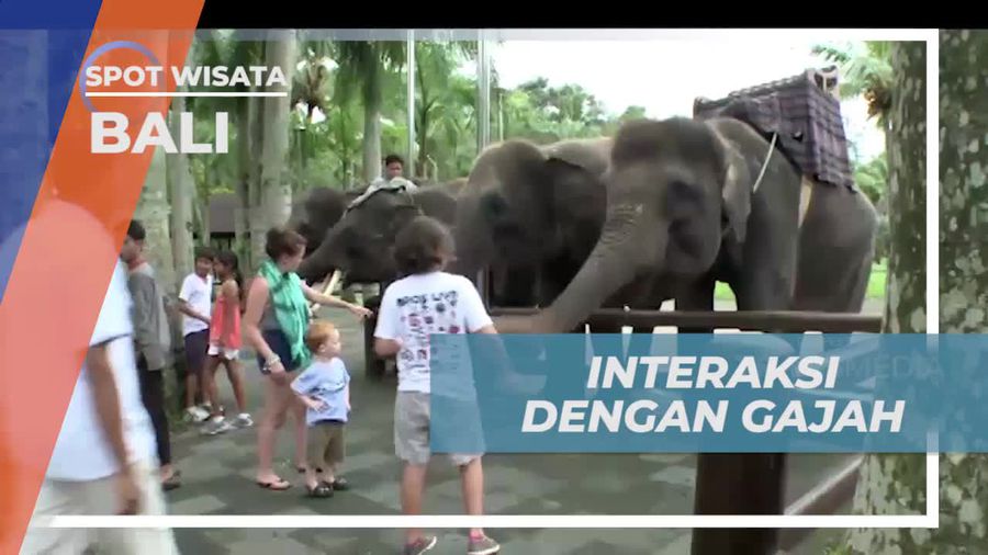 Bermain dan Memberi Makan Gajah di Bali  