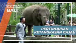 Menyaksikan Pertunjukan Ketangkasan Gajah dari Sumatera di Bali  