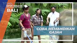 Memandikan Gajah dan Mengalami Pengalaman Safari di Bali  