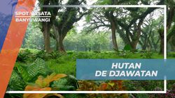 Menjelajahi Hutan De Djawatan yang Menakjubkan di Banyuwangi  