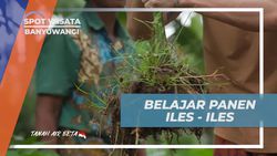 Belajar Memanen Iles-Iles Bersama Warga di Banyuwangi  