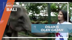 Dilukis Oleh Gajah dengan Kaos Polos di Bali  