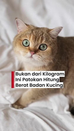 Video: Cara Hitung Berat Badan Ideal Kucing