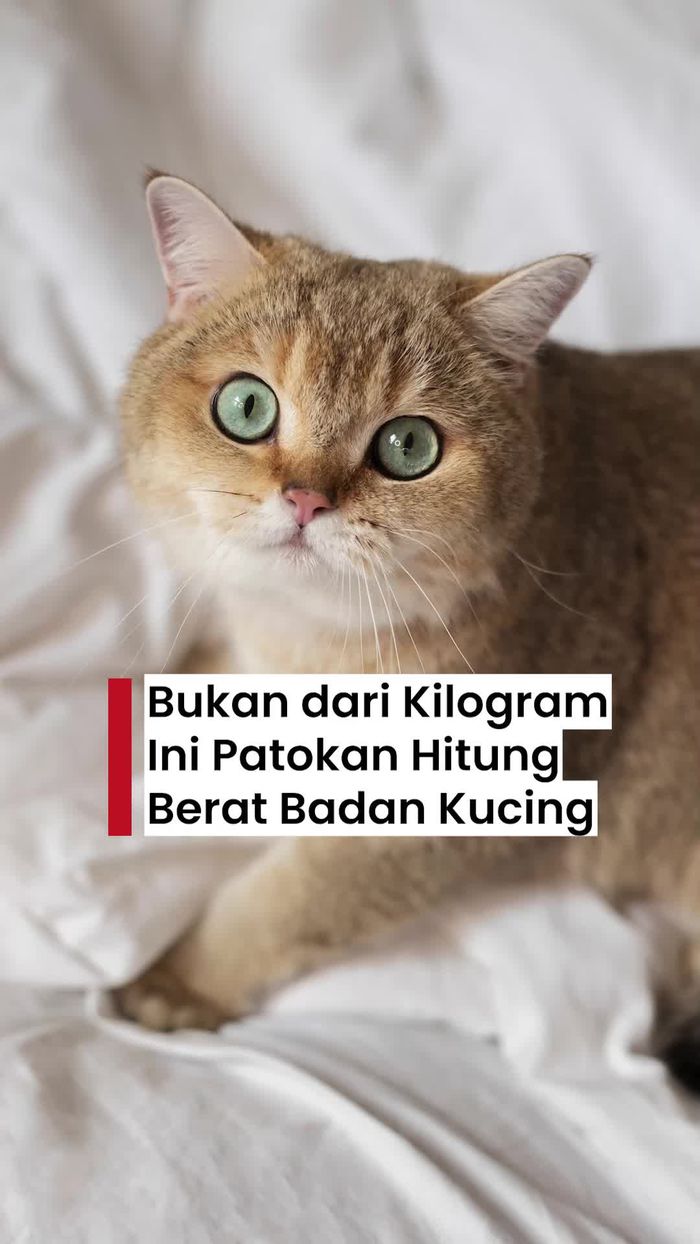 Video: Cara Hitung Berat Badan Ideal Kucing