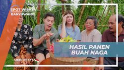 Memanen Buah Naga Merah dan Kuning dengan Hasil yang Melimpah di Banyuwangi  