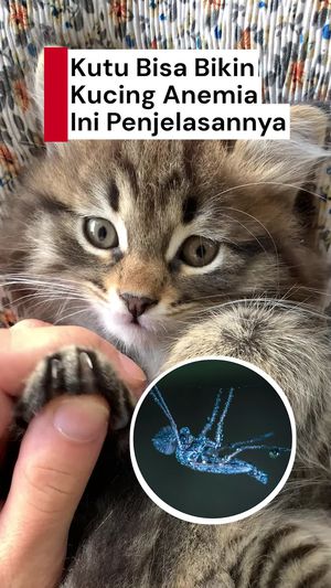 Video: Jangan Anggap Remeh Kutu pada Kucing!
