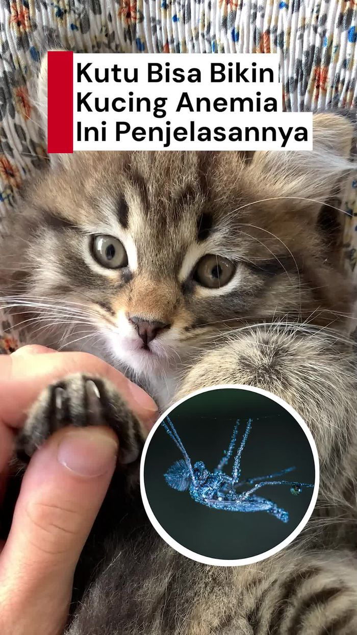 Video: Jangan Anggap Remeh Kutu pada Kucing!