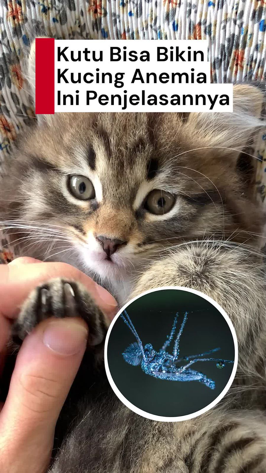 Video: Jangan Anggap Remeh Kutu pada Kucing!
