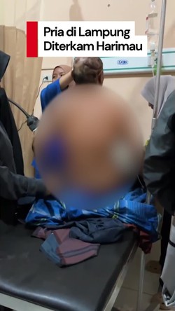 Video: Pria di Lampung Selamat Usai Diterkam Harimau Saat Motoran