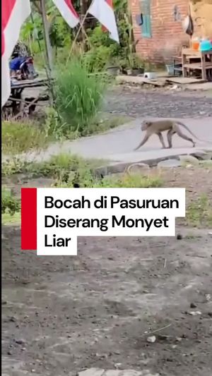 Video: Nahas Bocah di Pasuruan Tubuh Penuh Luka Diserang Monyet Liar