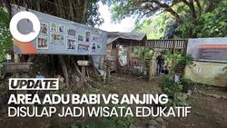 Video: Area Adu Babi Vs Anjing Disulap Jadi Wisata Edukatif Lebah Trigona