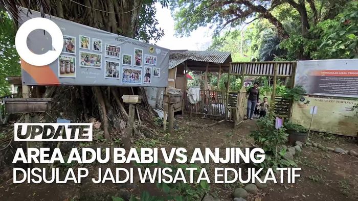 Video: Area Adu Babi Vs Anjing Disulap Jadi Wisata Edukatif Lebah Trigona