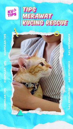 Video KuTips: Persiapkan Ini Ya detikers Saat Mau Rescue Kucing!