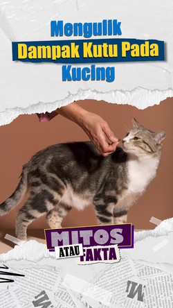 Mitos atau Fakta: Kutu Bikin Kucing Kurus & Anemia?