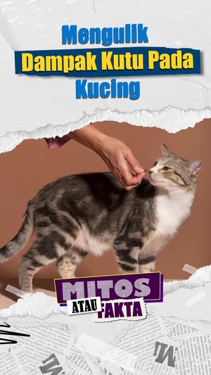 Mitos atau Fakta: Kutu Bikin Kucing Kurus & Anemia?