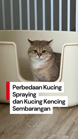 Video: Perhatiin Deh Bedanya Kucing Spraying dan Kencing Sembarangan!