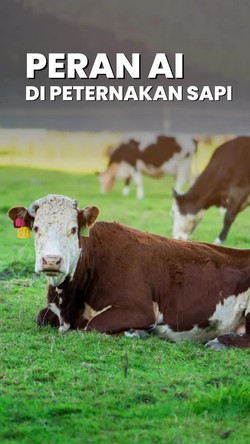 Video: Peternakan Sapi Canggih Manfaatkan Teknologi AI