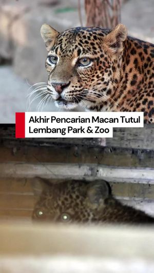 Video: Pencarian Macan Tutul Kabur dari Lembang Park & Zoo