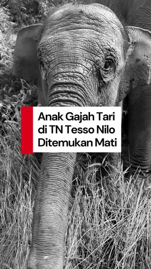 Video: Hiks, Anak Gajah Tari Ditemukan Mati di TN Tesso Nilo