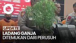 Video: Fakta Baru soal Temuan Ladang Ganja di Blitar dari Perusuh