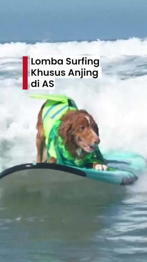 Video: Unik! Ada Lomba Surfing Khusus Anjing di California