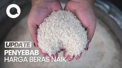Video: Komisi IV DPR Ungkap Biang Kerok Harga Beras Naik