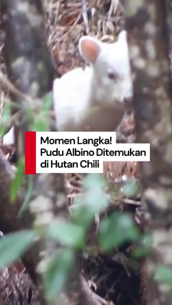 Video Momen Langka Fotografer Bertemu Pudu Albino di Hutan Chili