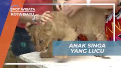  Bermain Dengan Anak Singa Lucu di Kebun Binatang Batu, Kota Batu  
