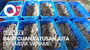 Video: Budidaya Udang Vaname, Ladang Cuan Para Petambak
