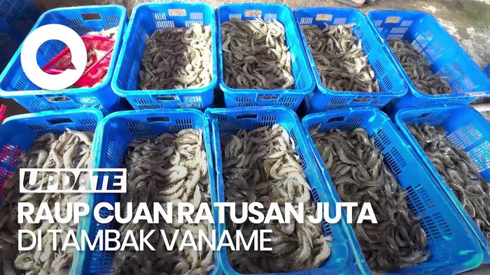 Video: Budidaya Udang Vaname, Ladang Cuan Para Petambak