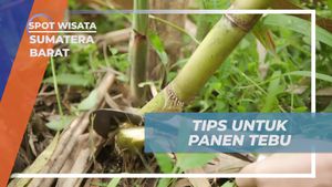 Memberikan Tips Panen Tebu yang Baik dan Benar di Kebun Nagari Kapau, Sumatera Barat  