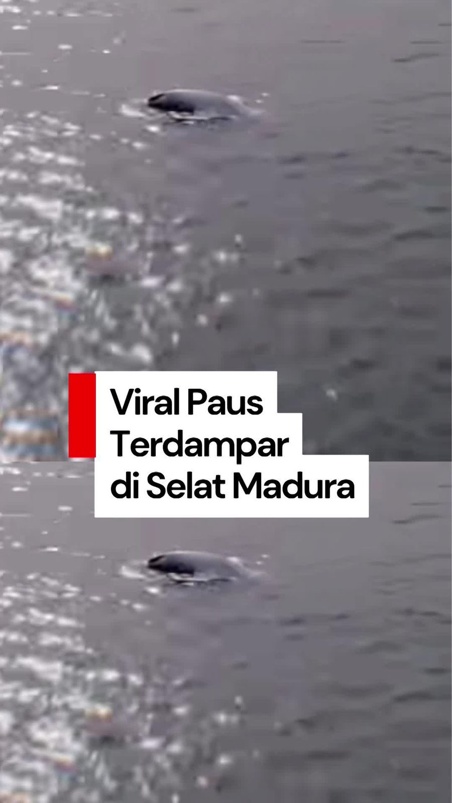 Video Viral Paus Terdampar di Bawah Jembatan Suramadu, Diduga Kepanasan