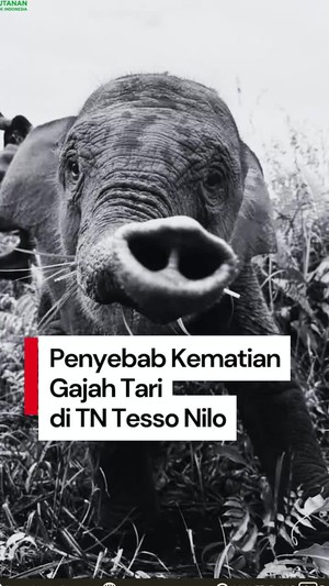 Video Terungkap Penyebab Kematian Gajah Tari: Infeksi EEHV
