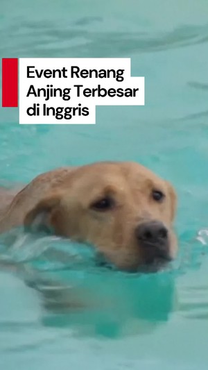 Video: Aksi Lihai Ratusan Anjing Berenang di Inggris