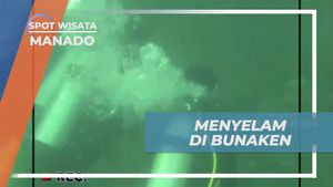Menyelam di Bunaken dan Menikmati Keindahan Bawah Laut yang Memesona, Manado  