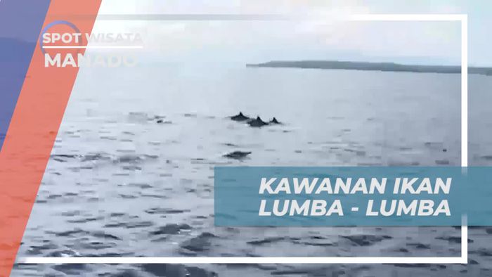 Menyaksikan Kawanan Lumba-lumba di Bunaken, Manado  