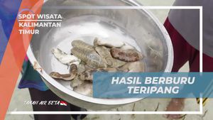 Berburu dan Mengumpulkan Teripang Bersama Warga di Pulau Segajah, Kalimantan Timur  