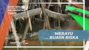 Merayu dan Berupaya Mendekati Buaya Riska di Sungai Tuntang, Kalimantan Timur  