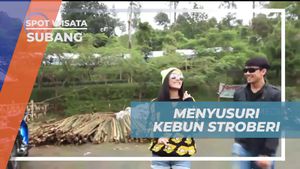 Berpetualang Memetik Stroberi di Kebun Subang dan Menikmati Segarnya Buah  