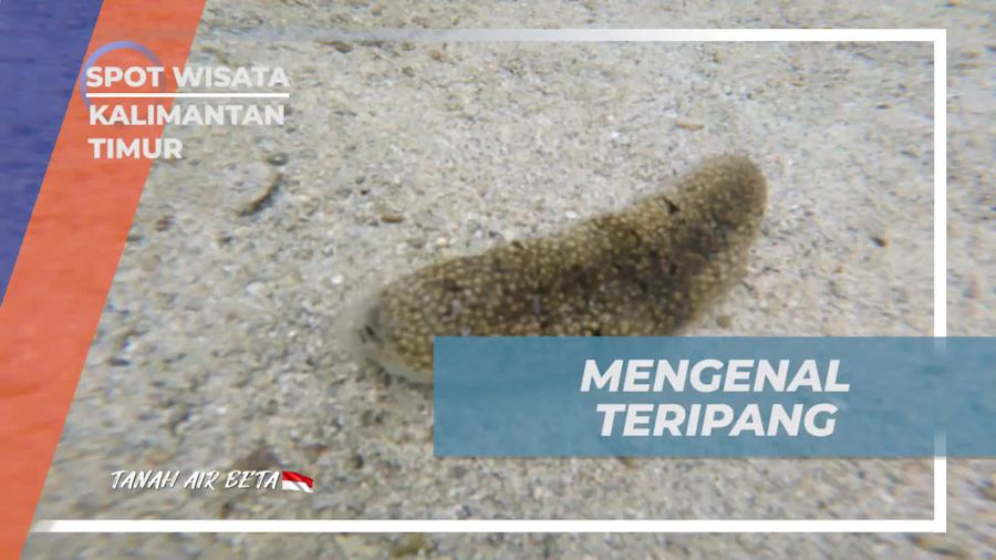 Mengenal Teripang Sebagai Hewan Manfaat di Pulau Segajah, Kalimantan Timur 