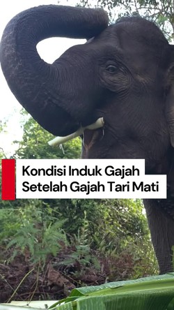Video: Kondisi Induk Gajah Setelah Gajah Tari Mati Mendadak
