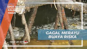 Menghadapi Gagal Dalam Merayu Buaya Riska di Sungai Tuntang, Kalimantan Timur  