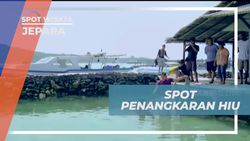 Mengunjungi Tempat Penangkaran Hiu dan Menyaksikan Hiu Jinak di Jepara 