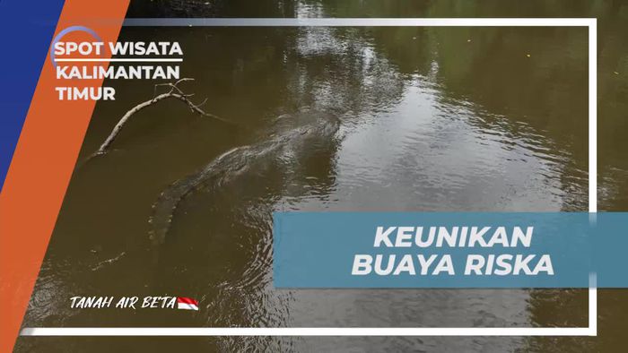 Mengungkap Keunikan Buaya Riska yang Ramah di Sungai Tuntang, Kalimantan Timur  