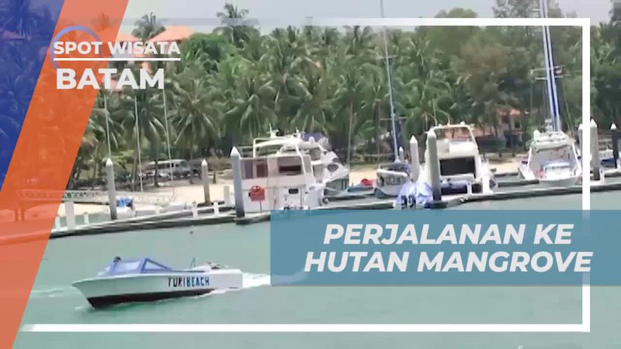 Menjelajahi Hutan Mangrove dan Menikmati Panorama Alam di Batam  
